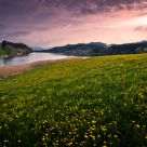 Flowerscape
