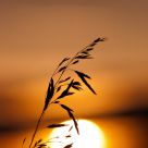 Spring Sunrise
