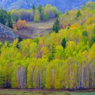 Woodland in Autumn