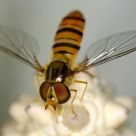 Black-banded Hover Fly