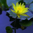Yellow & Blue