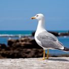 Mouette
