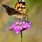 Mariposa sobre flor violeta