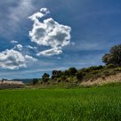 En un ocÃ©ano verde