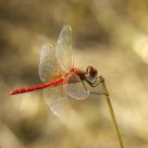 Sympetrum rouge sang