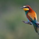 Merops apiaster