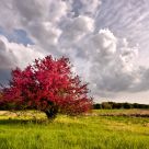Lone Tree