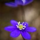 Hepatica nobilis