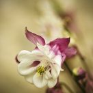 Columbine