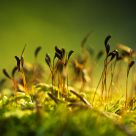 From The Forest Floor