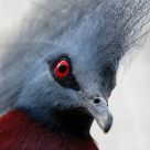 RED EYE