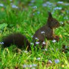 Spring Squirrel