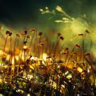 From The Forest Floor II