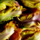 Parrot Tulips