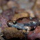 Ornate Microhylid