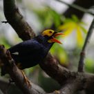 singing bird