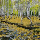 Woodland