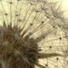 Dandelion Detail