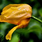 tulip and drops