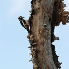 Great Spotted Woodpecker