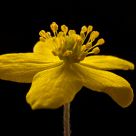 Yellow flower
