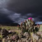 Death Valley National Park Bloom