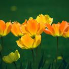 The tulips
