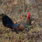 Grey Junglefowl