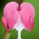 Bleeding Heart
