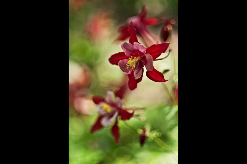 Red Columbine