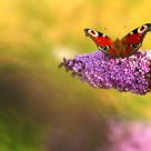 Butterfly paint