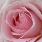 Pink Rose