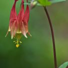 Columbine