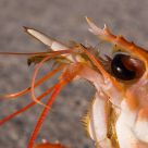 The crawfish