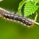 caterpillar 1