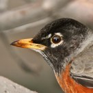 Robin