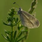 Leptidea sinapsis