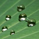 Waterdroplets  on a leave