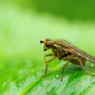 Scathophaga stercoraria