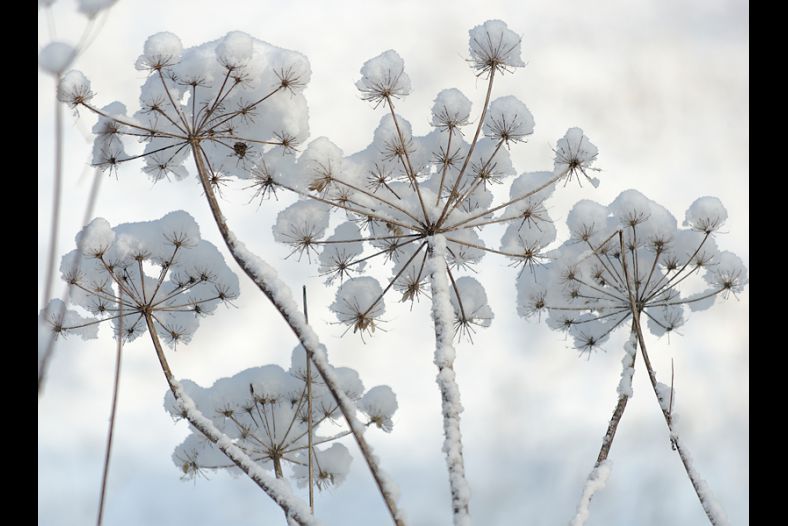 snowballs