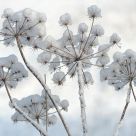 snowballs