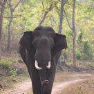 Tusker in 'Musth'