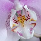 Orchid