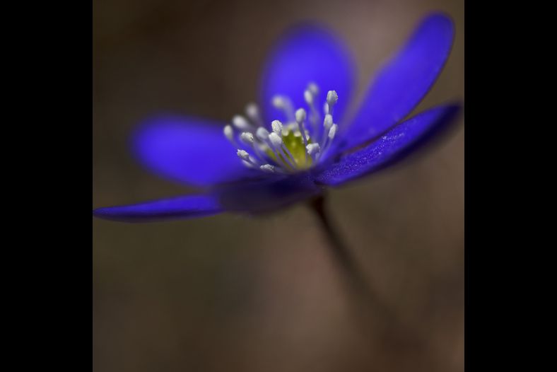 Hepatica nobilis