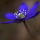 Hepatica nobilis