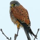 Winter Falcon