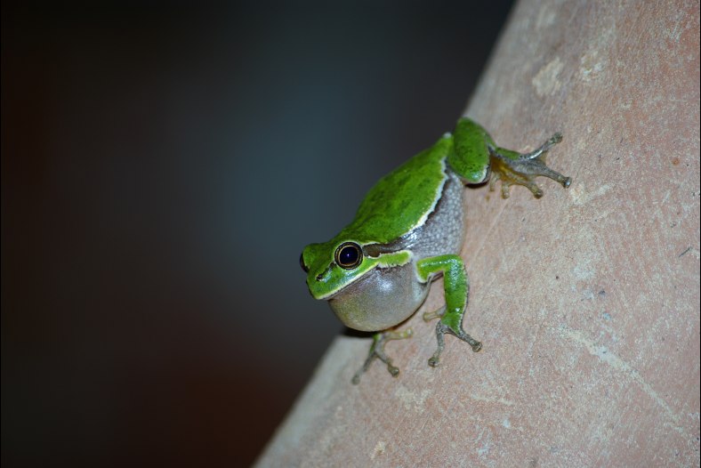 Raganella