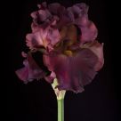 Burgandy Iris