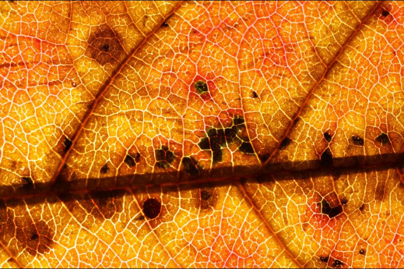 Autumn effect