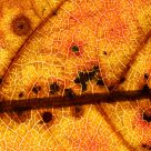Autumn effect